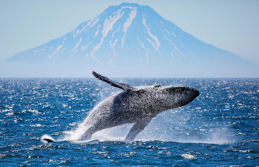 Где можно увидеть китов на Сахалине