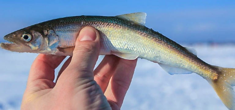 зимняя рыбалка на сахалине