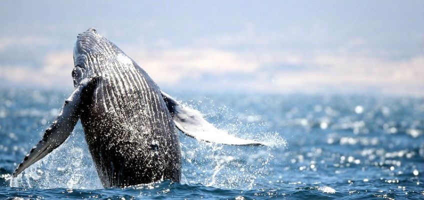 киты сахалин