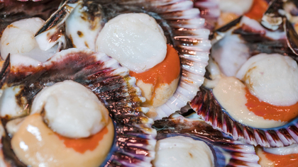 гребешок на сахалине